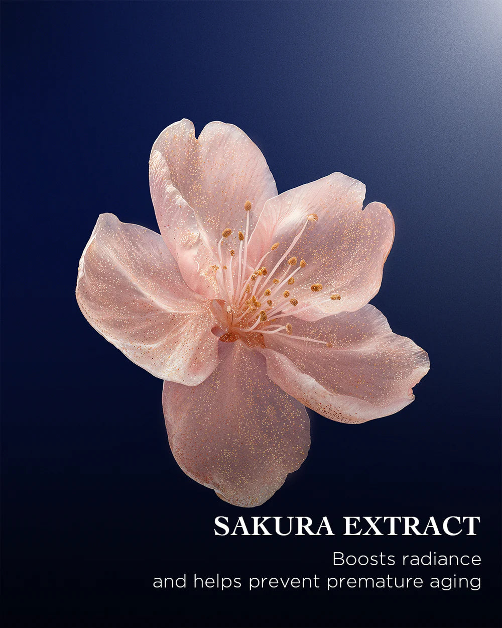 The Sakura Lotion