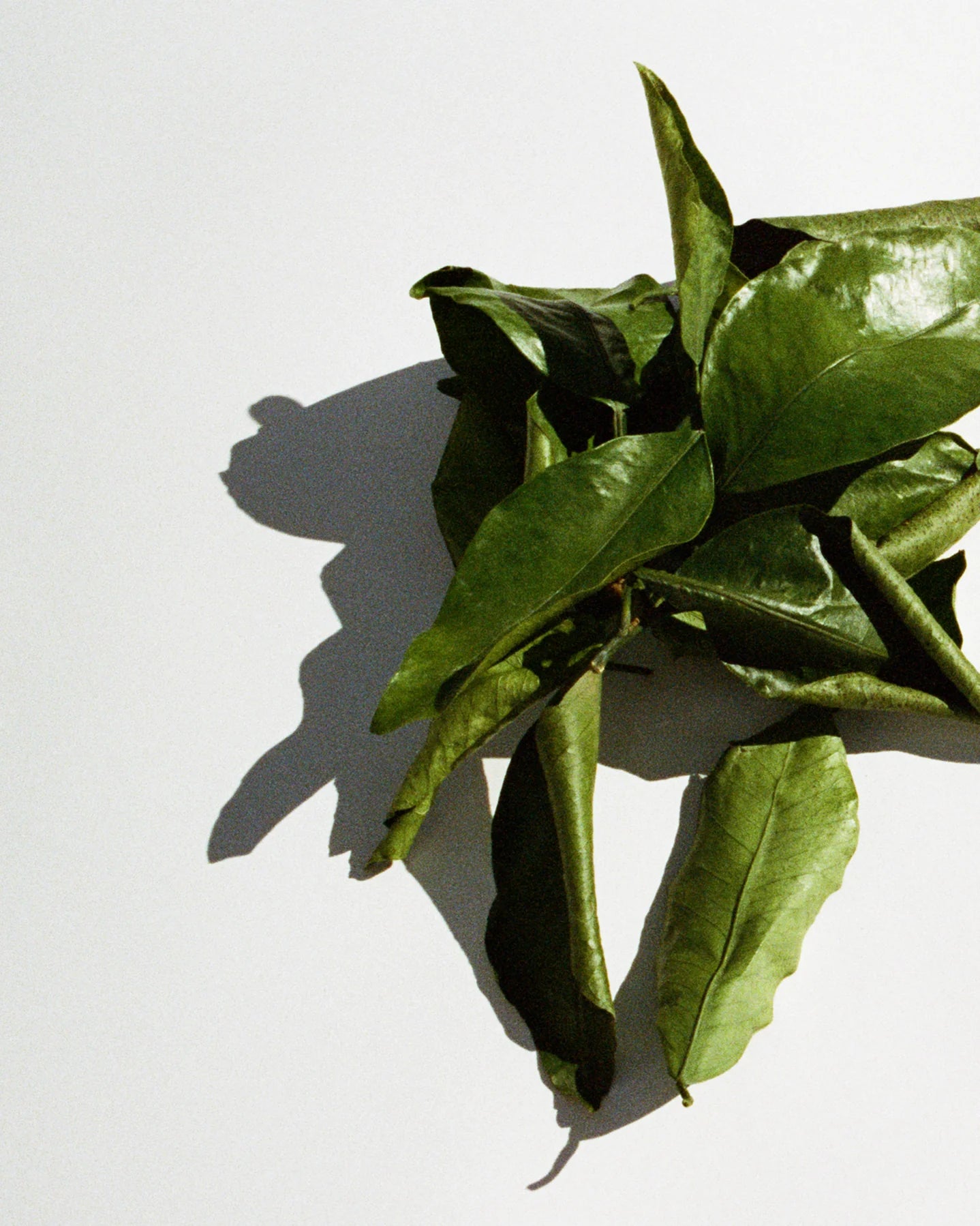 194 Hand & Body Wash Grapefruit Leaf