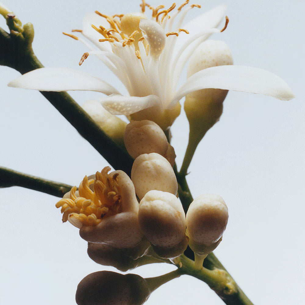 Jo Malone Orange Blossom Body & Hand Lotion