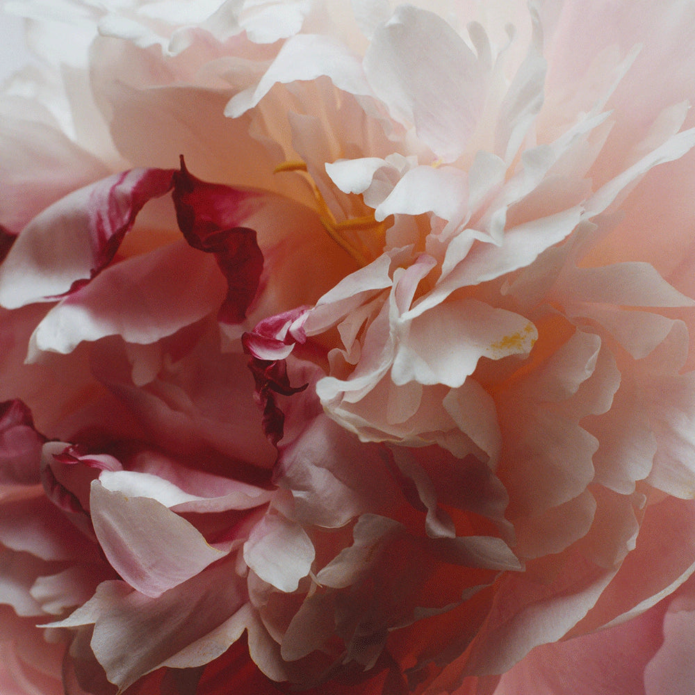 Peony & Blush Suede Reed Diffuser