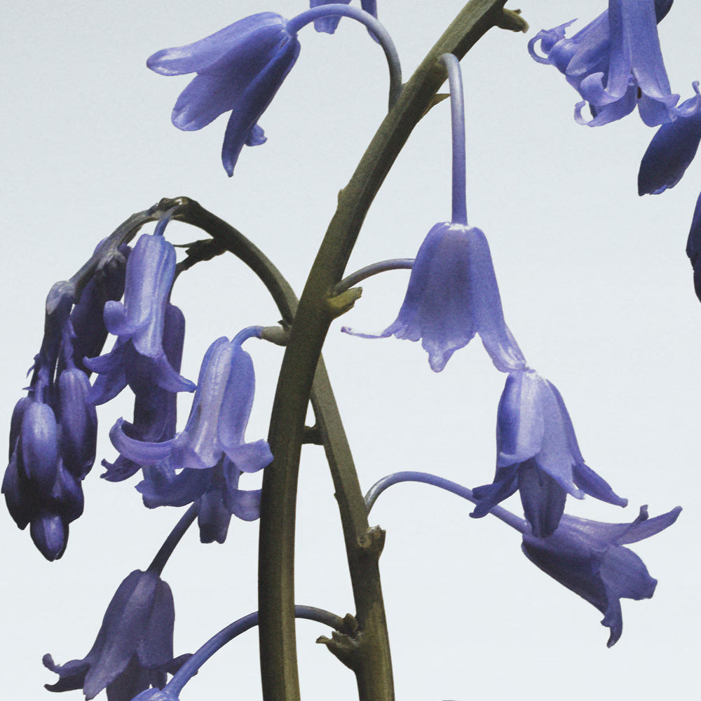 Wild Bluebell Scented Candle (brown box)